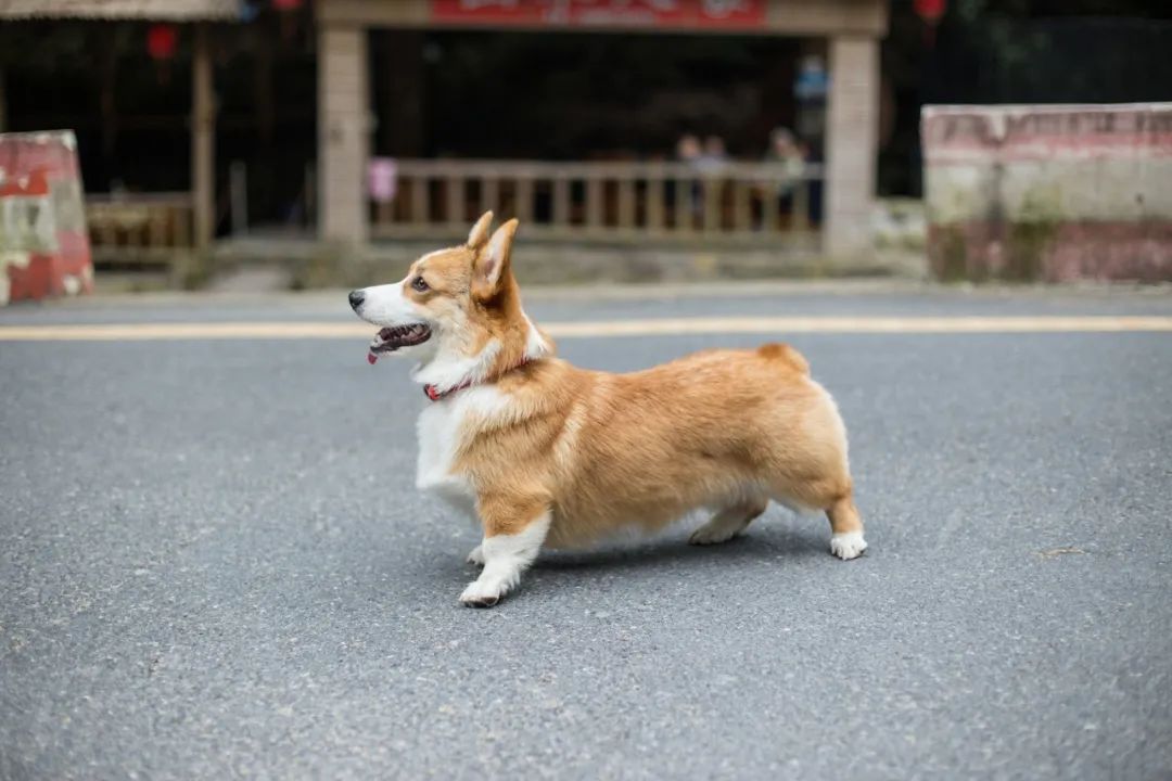 再见，我的老伴侣