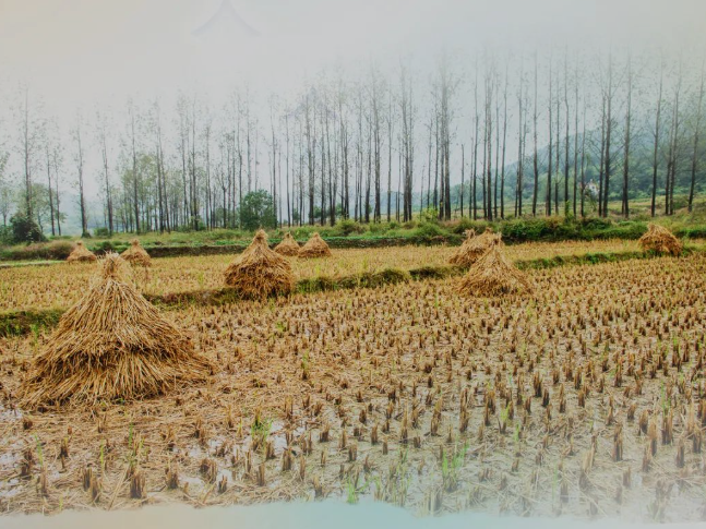 肥土不废，沃土“搬场”